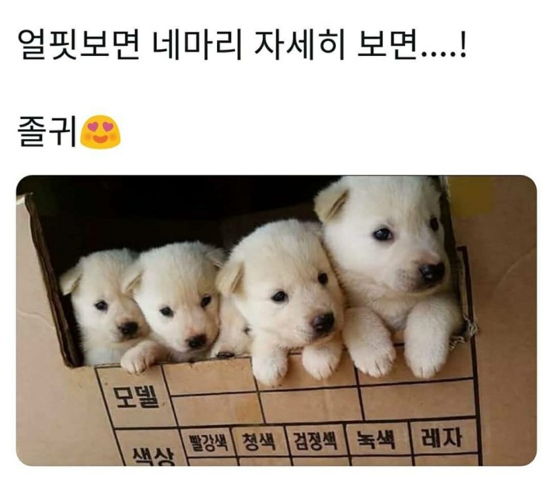 숨은 댕댕이 찾기 | 인스티즈