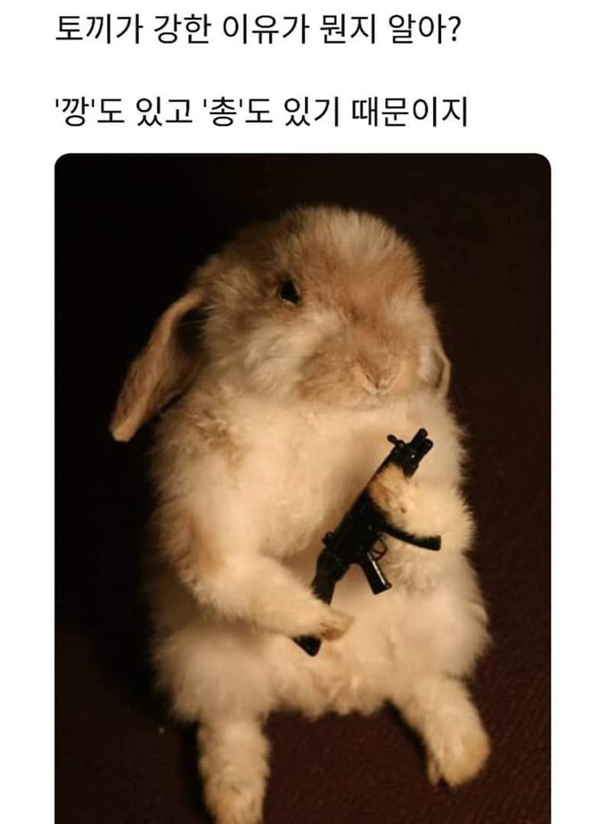 토끼가 강한 이유 | 인스티즈