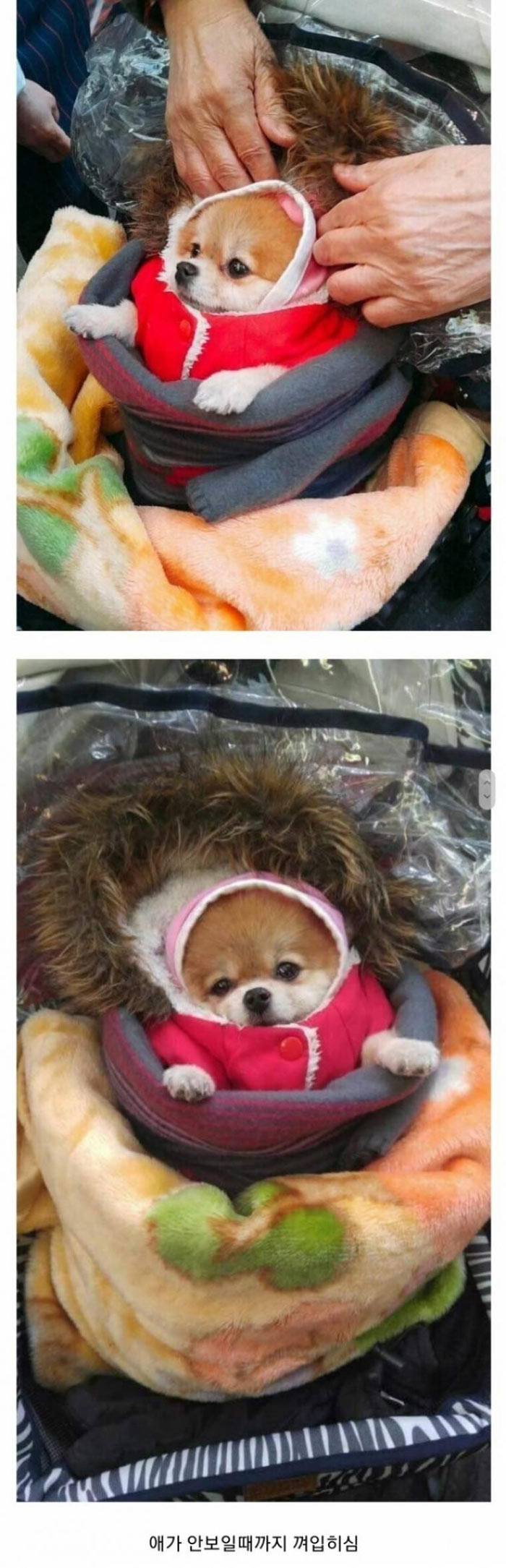겨울철 할머니네 강아지 | 인스티즈