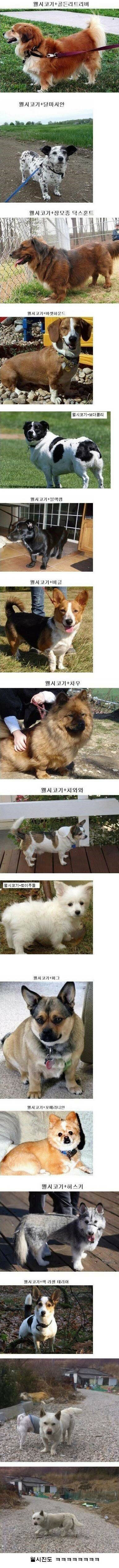 강력한 유전자 웰시코기 | 인스티즈