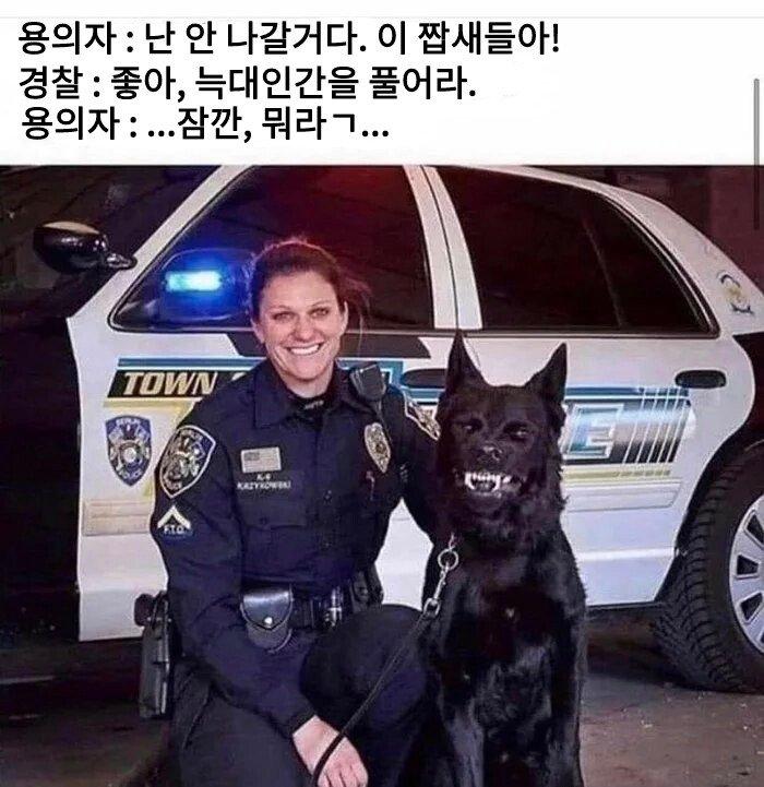 흔한 미국 경찰견 | 인스티즈