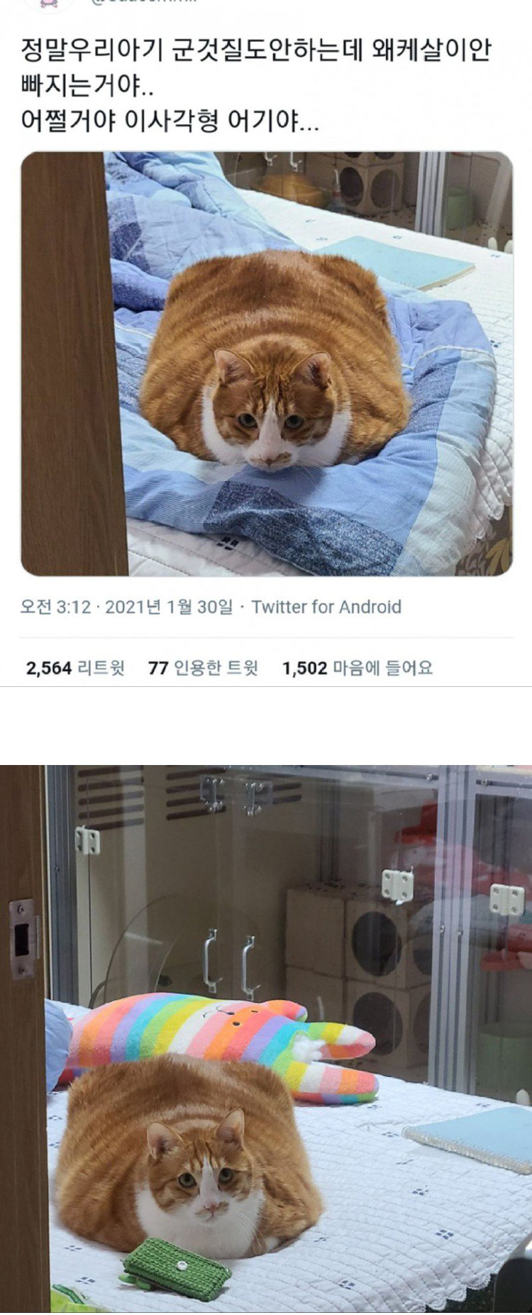 사각 사각냥 | 인스티즈