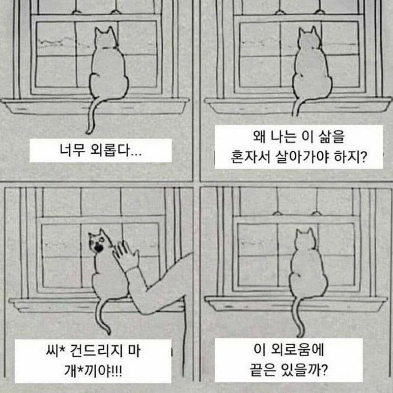 고양이가 외로운 이유 | 인스티즈