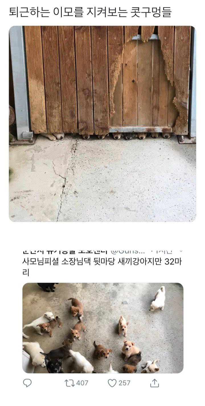새끼만 32마리 | 인스티즈