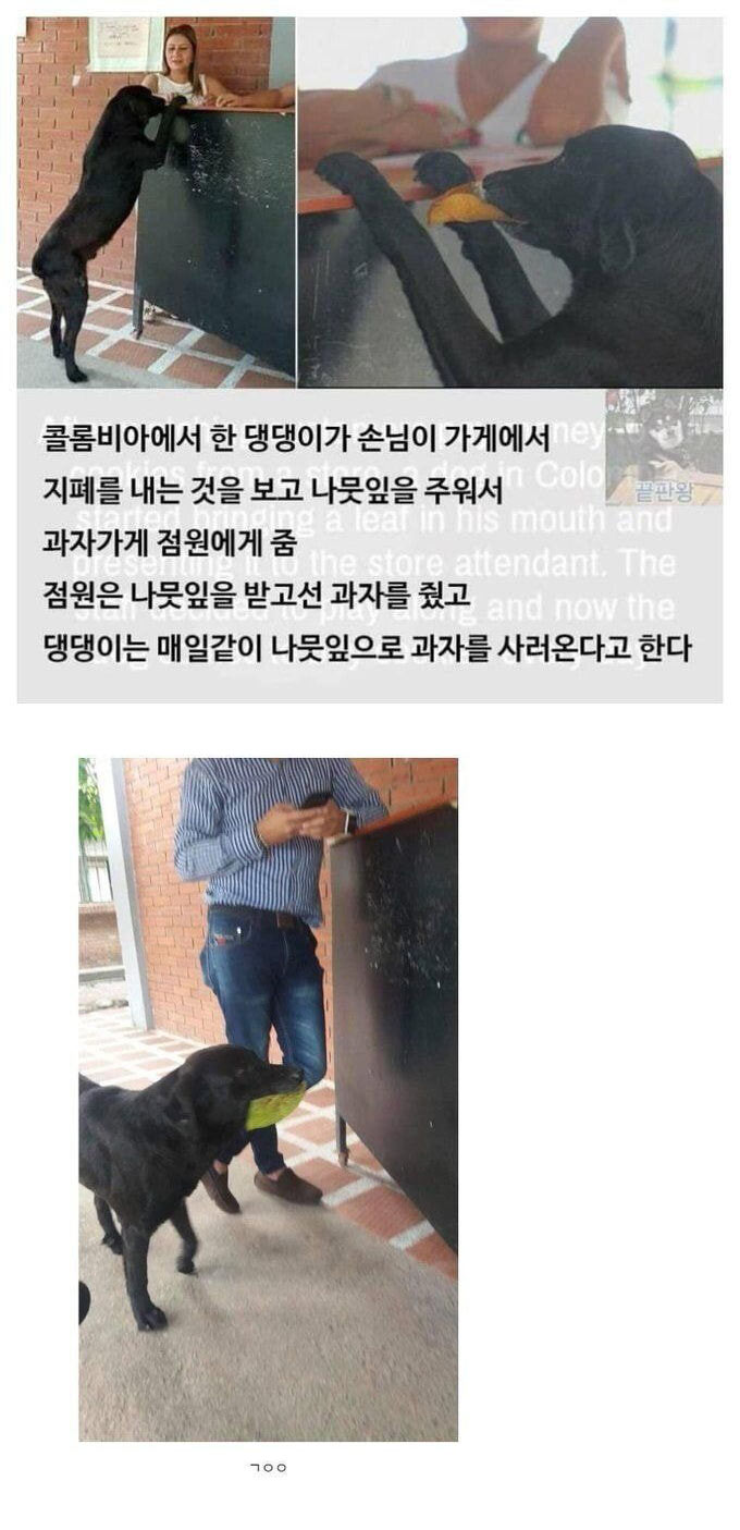 돈 맛을 아는 댕댕이 | 인스티즈