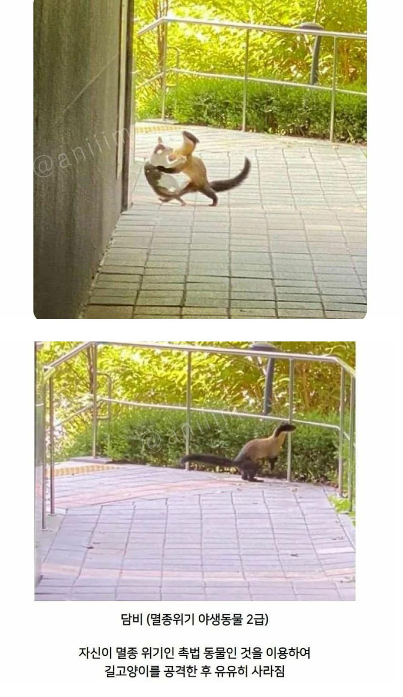 촉법 동물 | 인스티즈