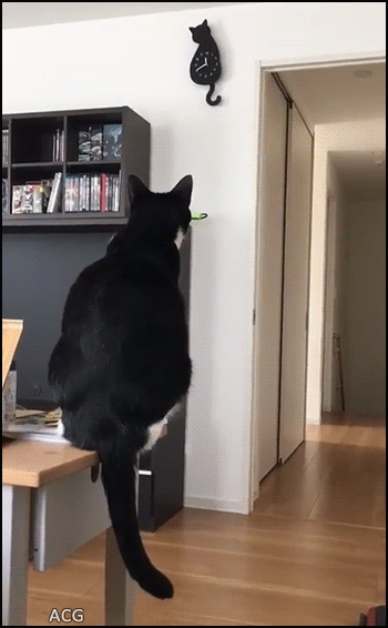 고양이 동기화 | 인스티즈