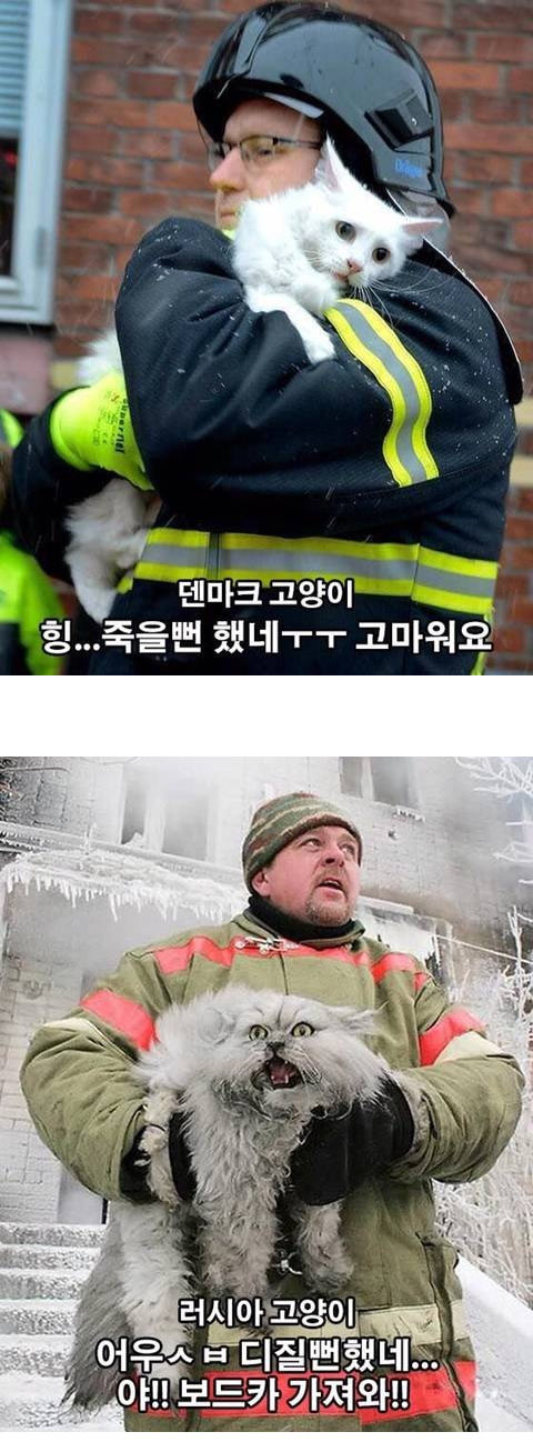 화재에서 구출! 덴마크 고양이 vs 러시아 고양이 | 인스티즈