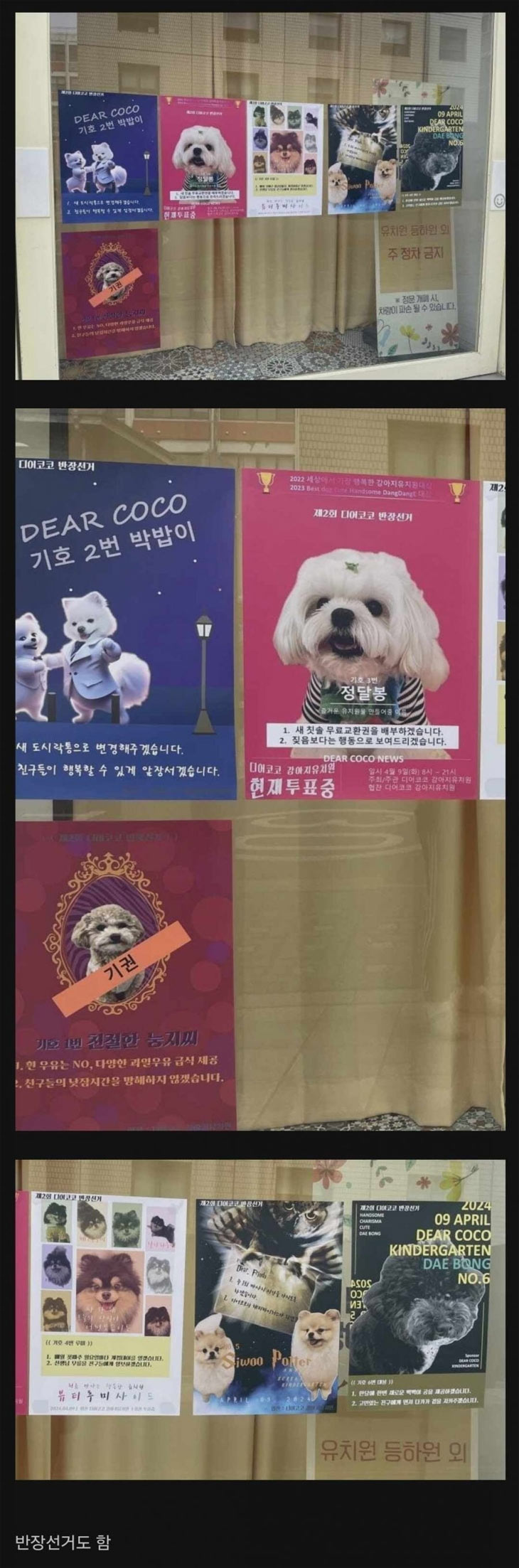 강아지 유치원 | 인스티즈