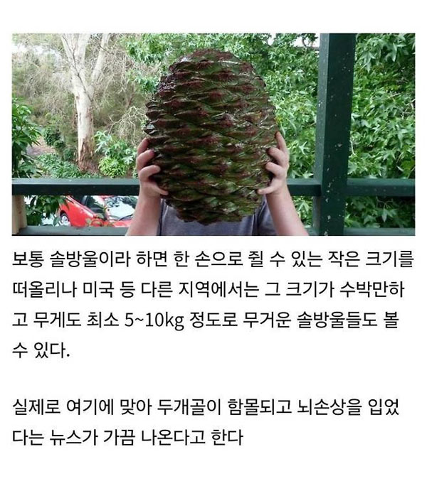 솔에밀레종 | 인스티즈