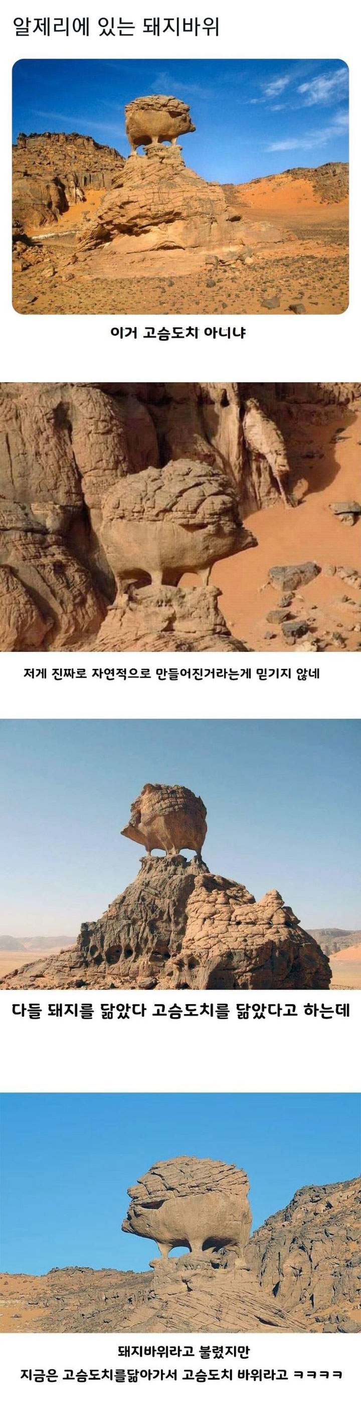 알제리 돼지바위 | 인스티즈
