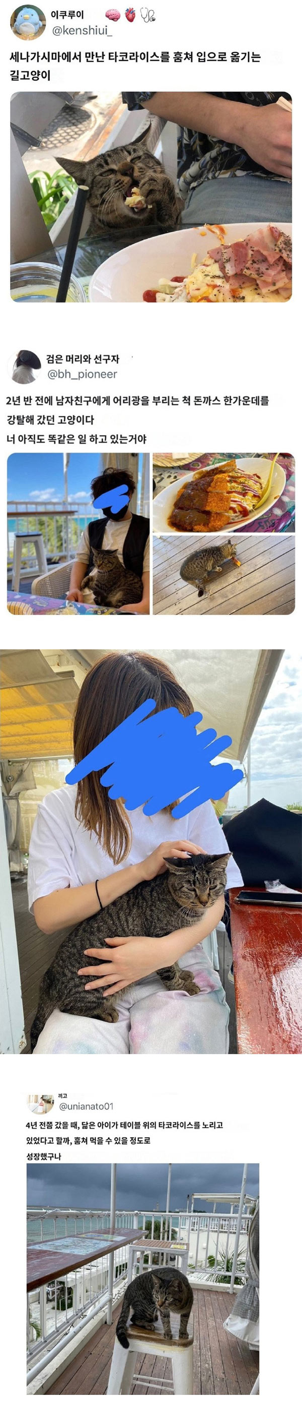 타코라이스 훔쳐 먹는 길냥이 | 인스티즈