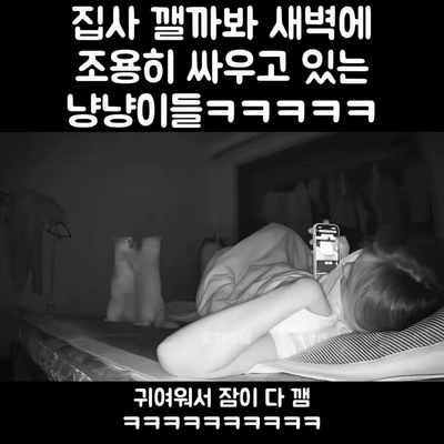 집사 깰까봐 조용히 싸움 | 인스티즈