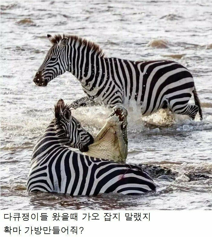 군기잡는 얼룩말 | 인스티즈