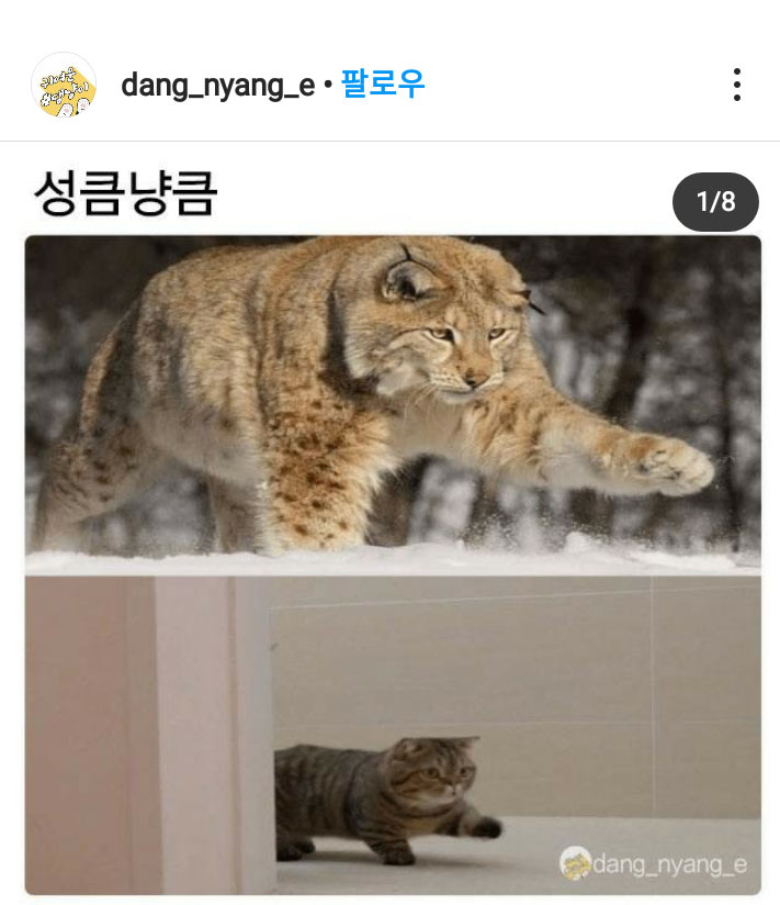 성큼냥큼 | 인스티즈