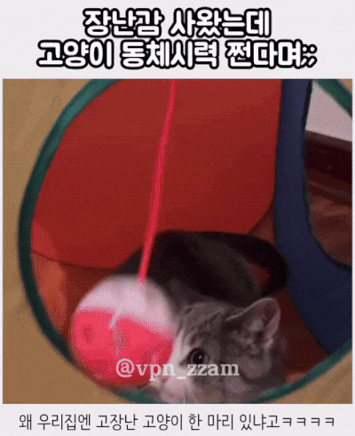 동체시력 쩌는 냥 | 인스티즈