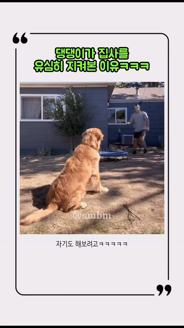 집사를 지켜보던 댕댕이 | 인스티즈