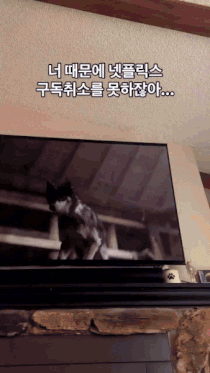 넷플릭스를 끊을 수 없는 이유 | 인스티즈