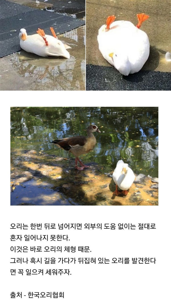 길 가다 뒤집힌 오리를 보면 | 인스티즈