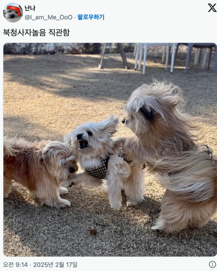 사자춤 추는 댕댕이 | 인스티즈