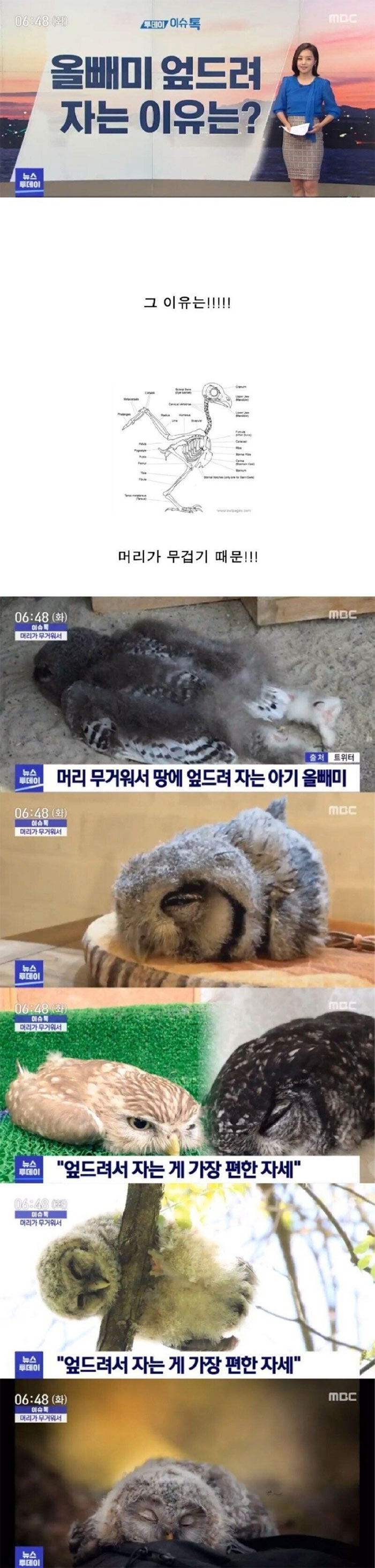 올빼미가 엎드려 자는 이유 | 인스티즈