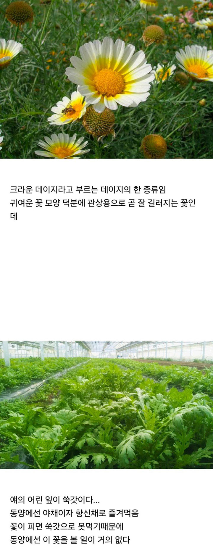 쑥갓의 꽃 | 인스티즈